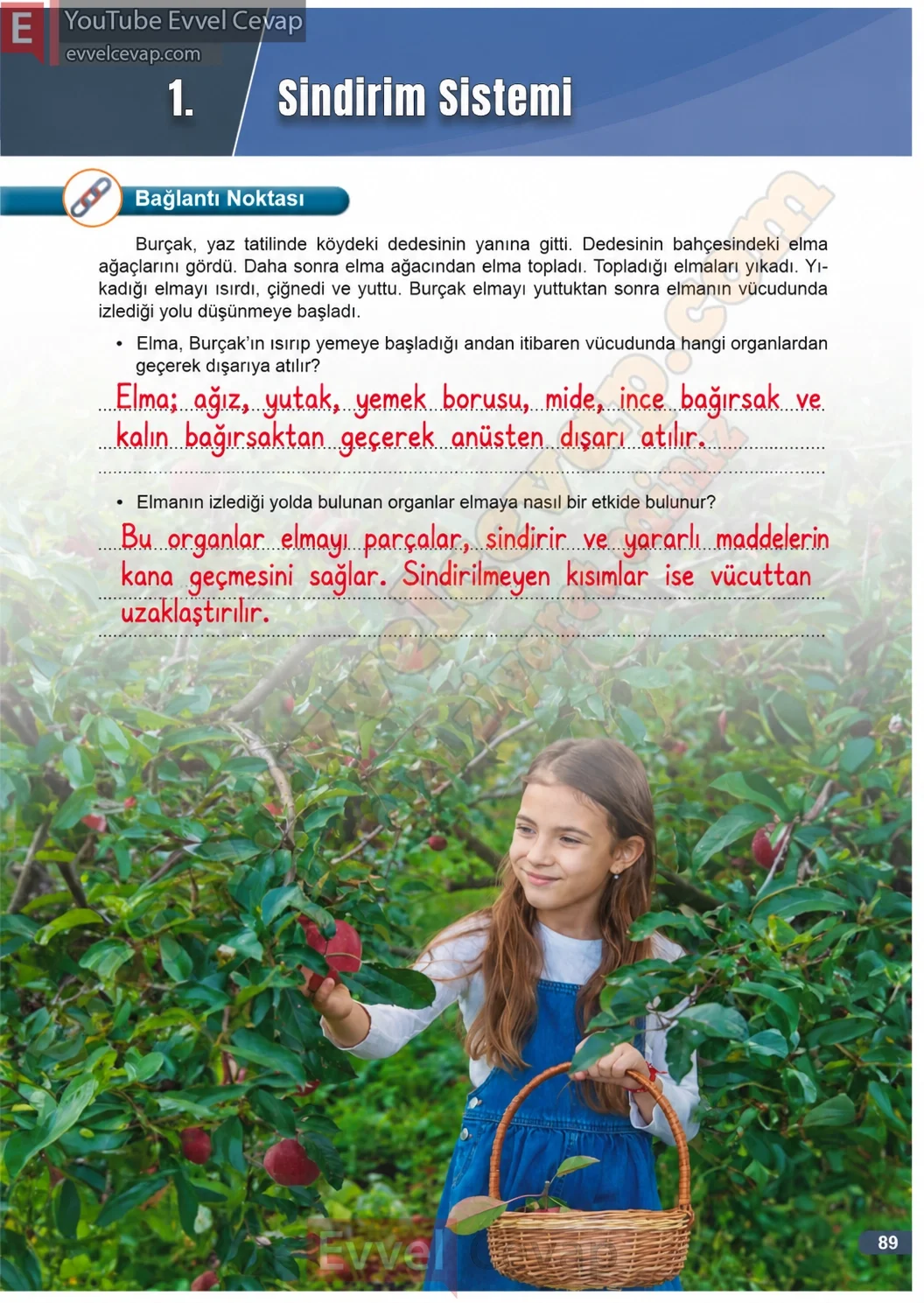 3-sinif-fen-bilimleri-ders-kitabi-cevaplari-meb-yayinlari-1-kitap-sayfa-89-2026