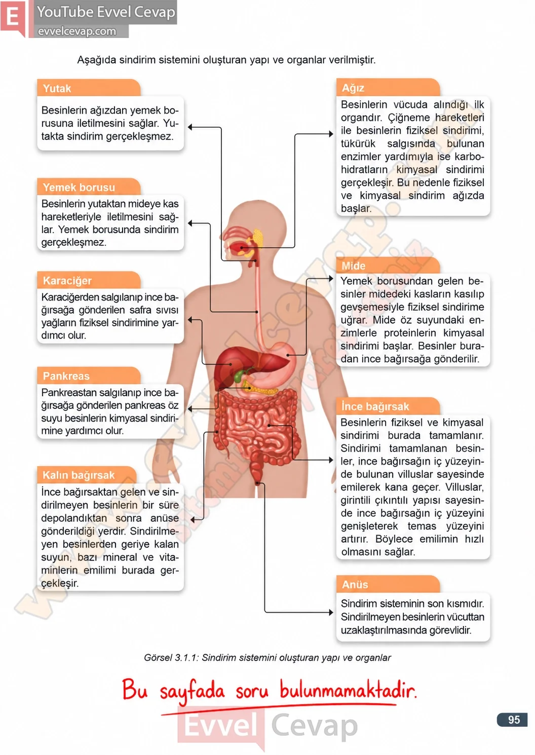 3-sinif-fen-bilimleri-ders-kitabi-cevaplari-meb-yayinlari-1-kitap-sayfa-95-2026