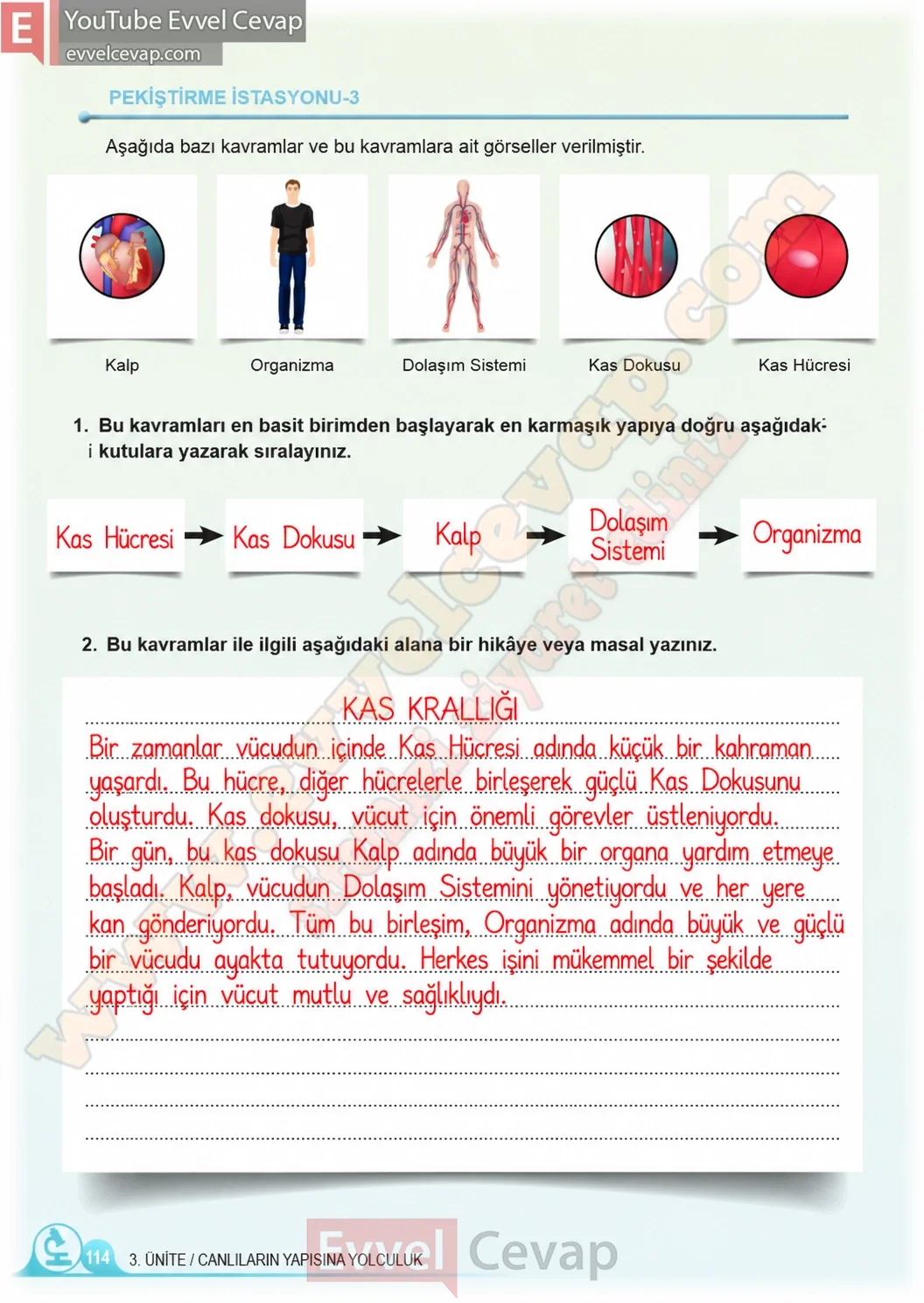 5-sinif-fen-bilimleri-ders-kitabi-cevaplari-meb-yayinlari-1-kitap-sayfa-114-2026