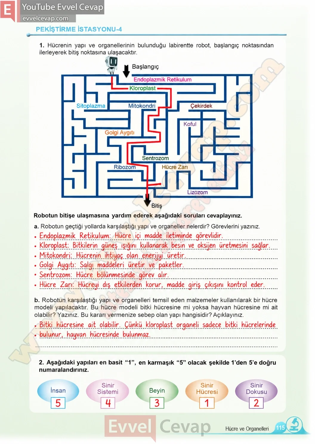 5-sinif-fen-bilimleri-ders-kitabi-cevaplari-meb-yayinlari-1-kitap-sayfa-115-2026