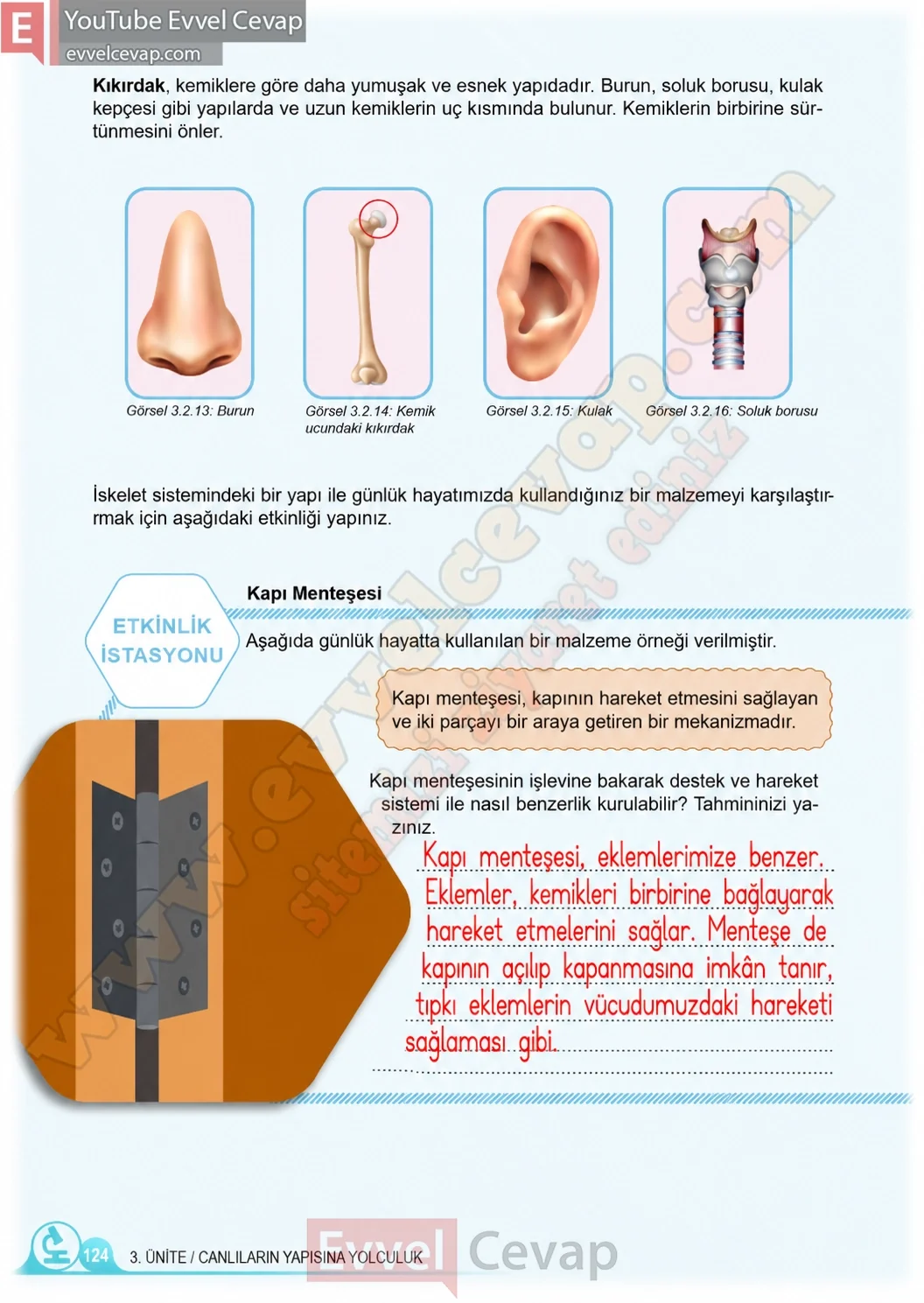 5-sinif-fen-bilimleri-ders-kitabi-cevaplari-meb-yayinlari-1-kitap-sayfa-124-2026