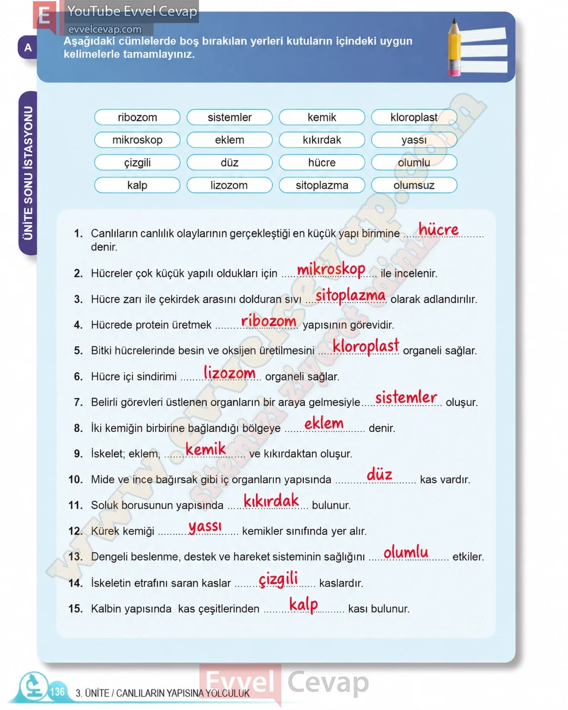 5-sinif-fen-bilimleri-ders-kitabi-cevaplari-meb-yayinlari-1-kitap-sayfa-136-2026