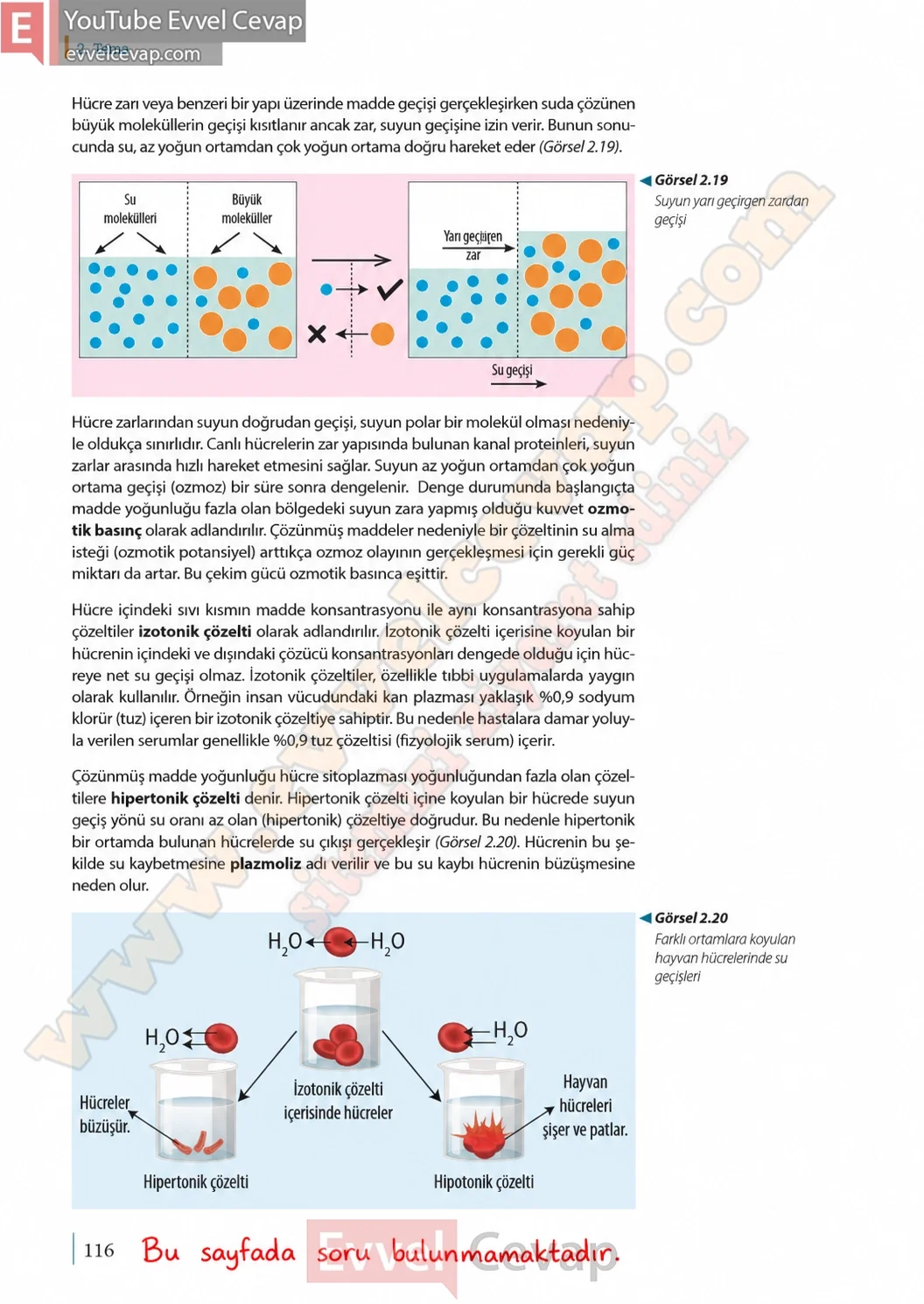 9-sinif-biyoloji-ders-kitabi-cevaplari-sayfa-116-2026