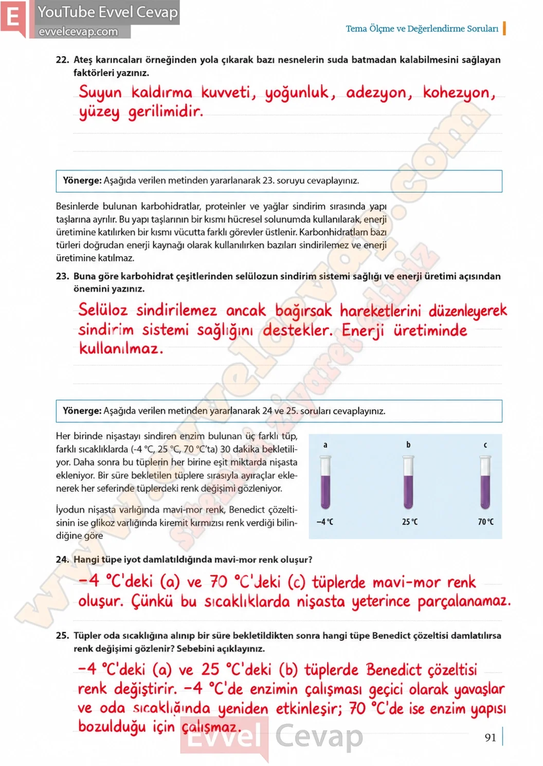 9-sinif-biyoloji-ders-kitabi-cevaplari-sayfa-91-2026