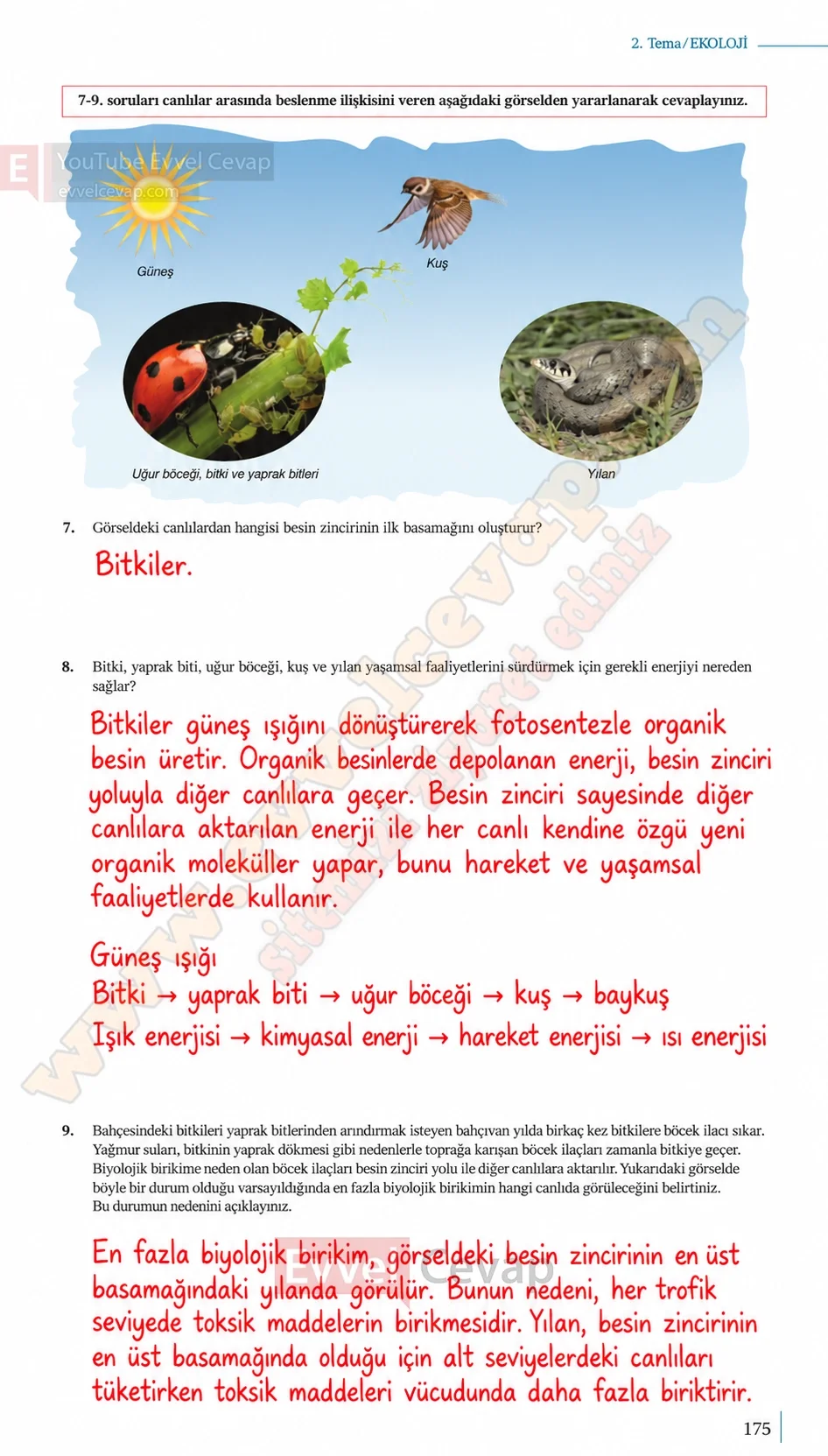 10-sinif-biyoloji-ders-kitabi-cevaplari-sayfa-175-cevaplari-meb-yayinlari-2026-2027