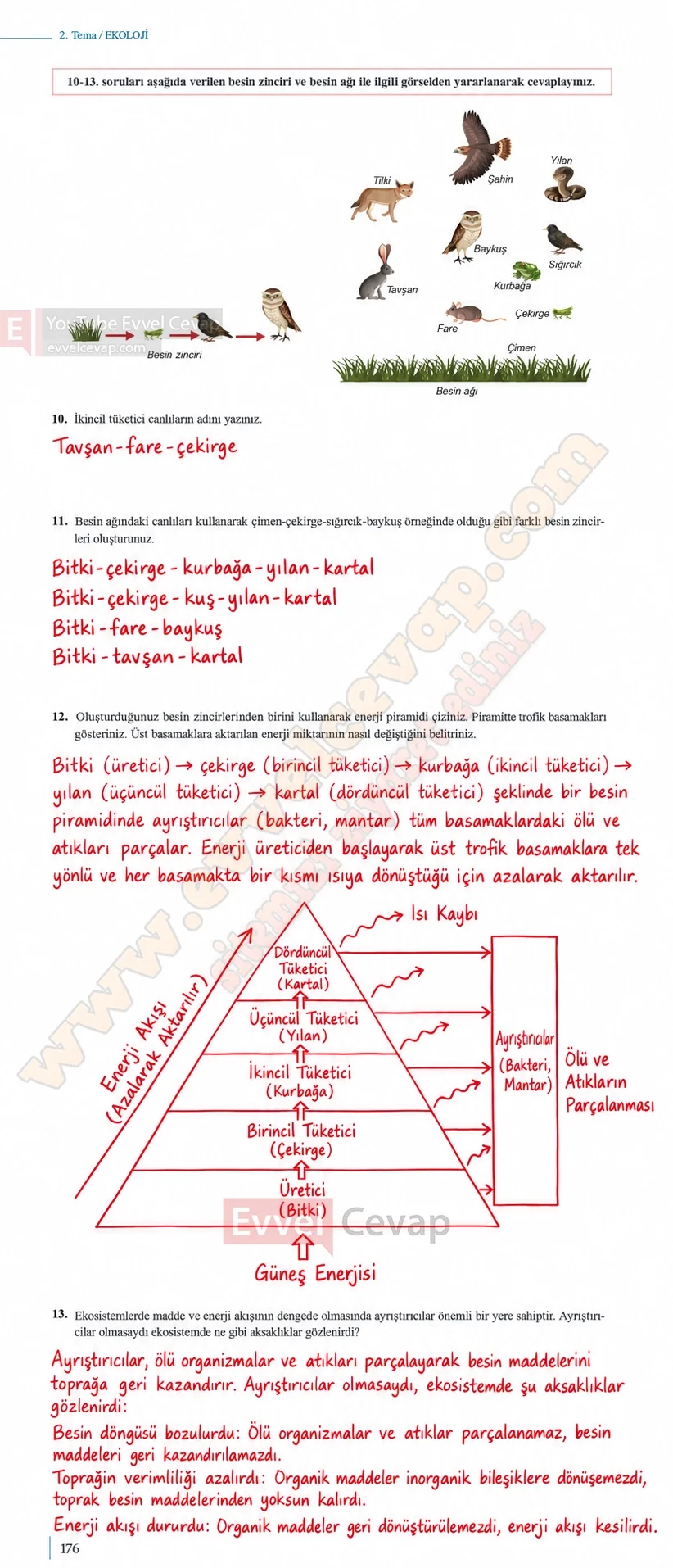 10-sinif-biyoloji-ders-kitabi-cevaplari-sayfa-176-cevaplari-meb-yayinlari-2026-2027