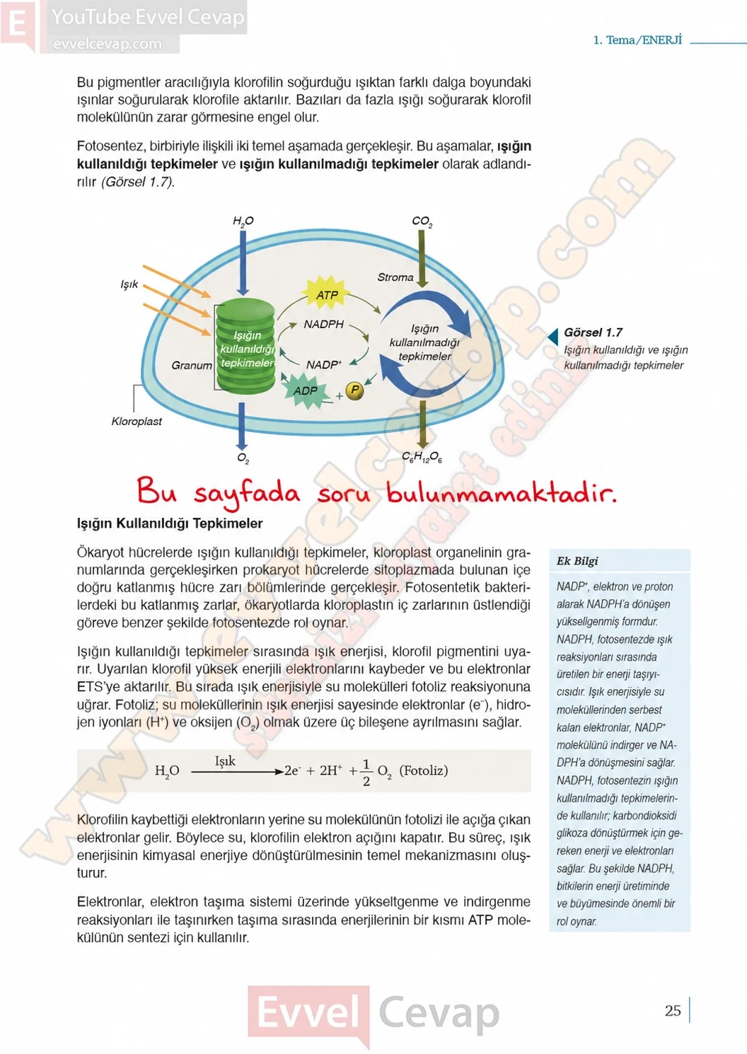 10-sinif-biyoloji-ders-kitabi-cevaplari-sayfa-25-cevaplari-meb-yayinlari-2026-2027