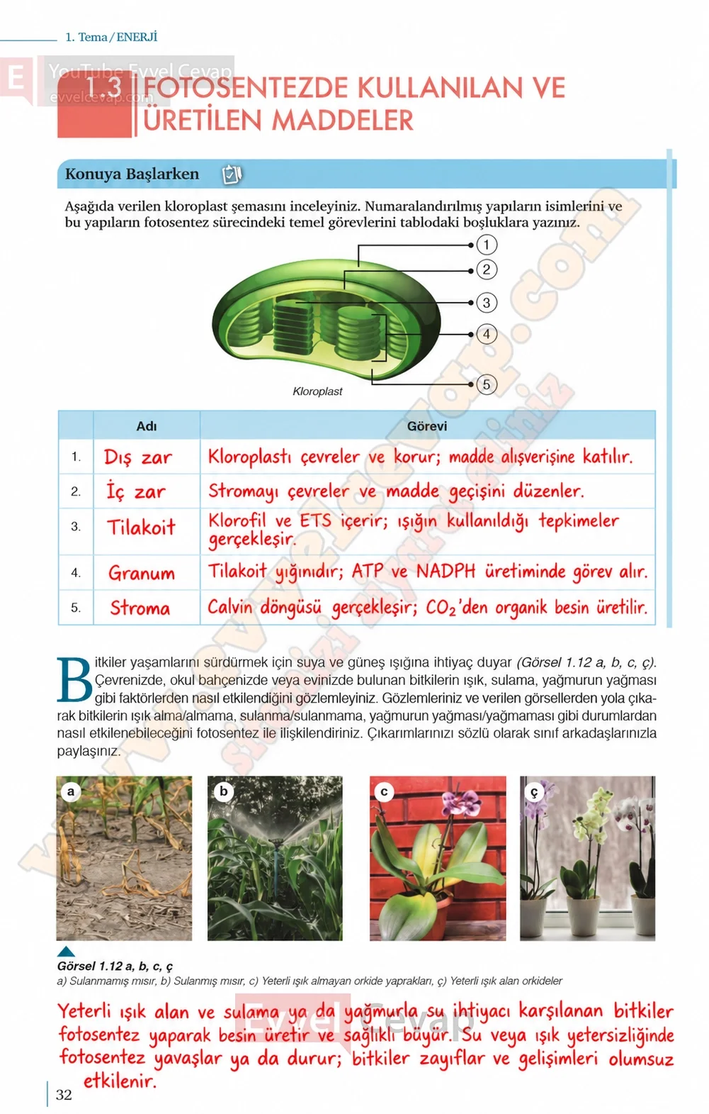 10-sinif-biyoloji-ders-kitabi-cevaplari-sayfa-32-cevaplari-meb-yayinlari-2026-2027