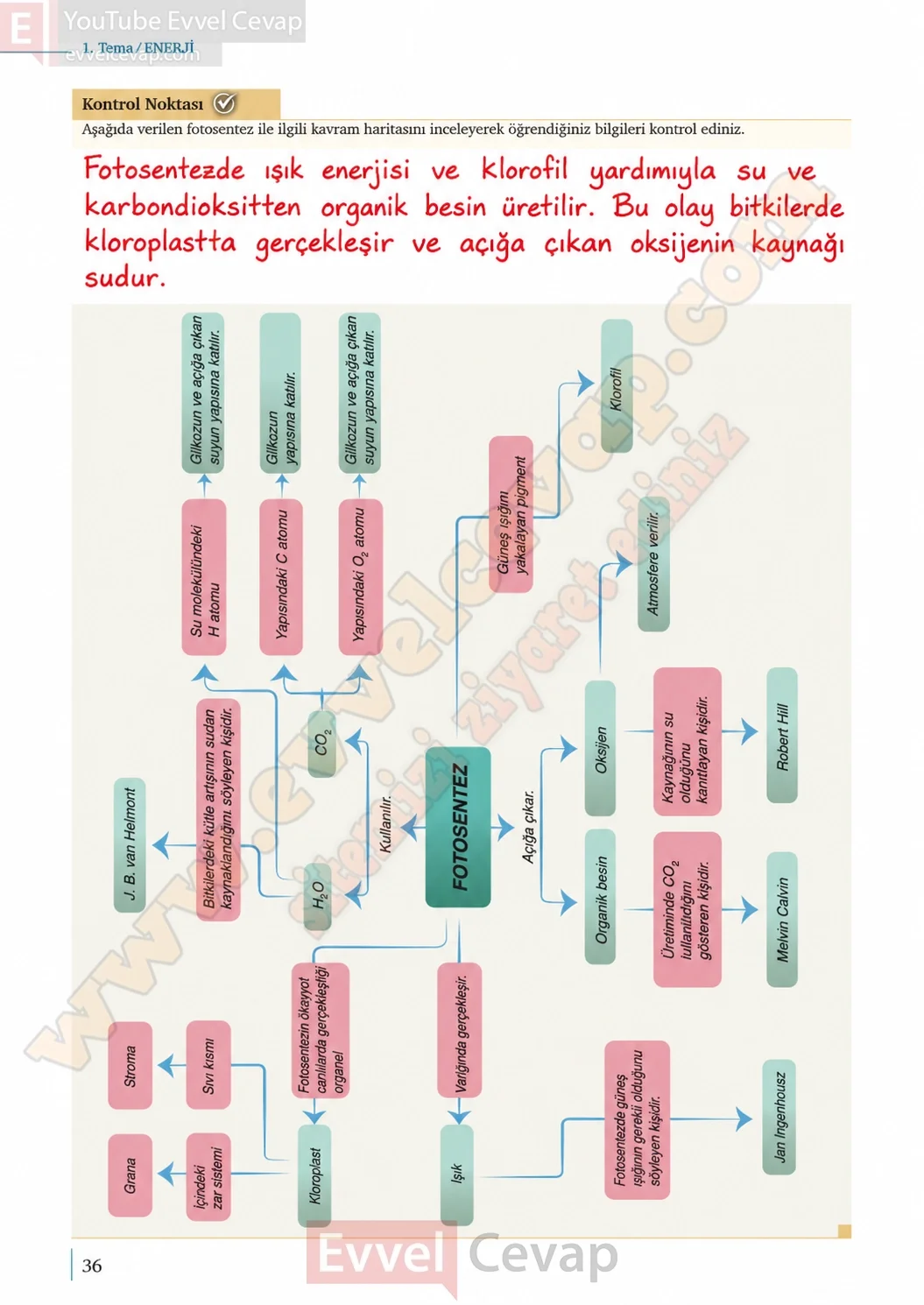 10-sinif-biyoloji-ders-kitabi-cevaplari-sayfa-36-cevaplari-meb-yayinlari-2026-2027