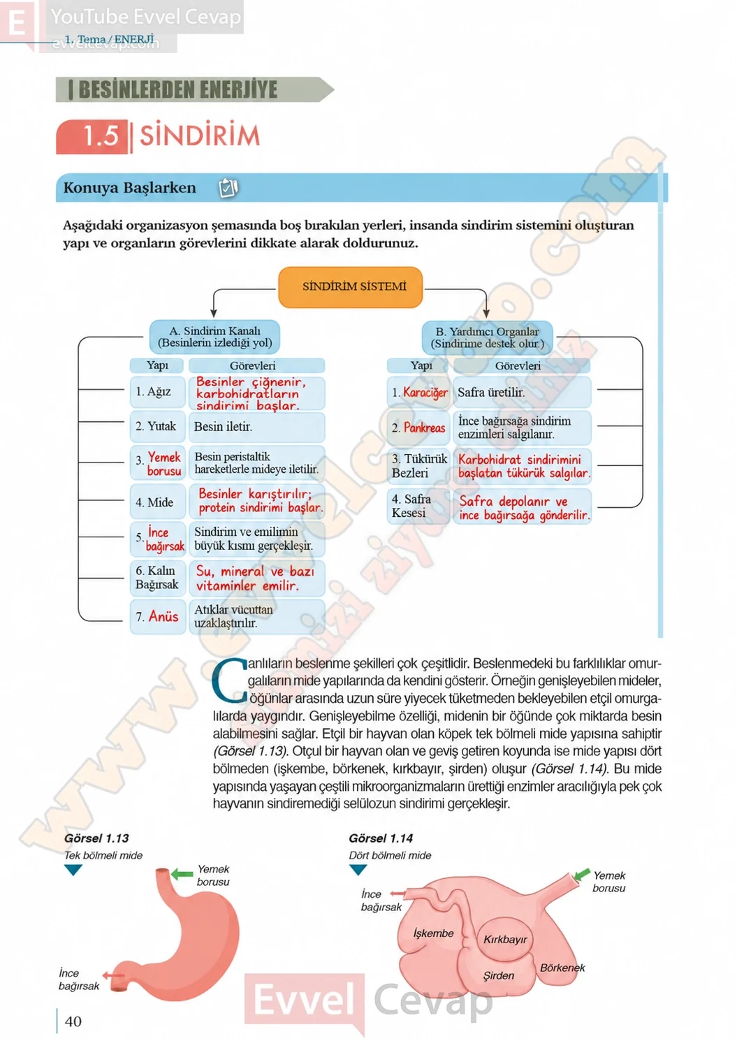 10-sinif-biyoloji-ders-kitabi-cevaplari-sayfa-40-cevaplari-meb-yayinlari-2026-2027