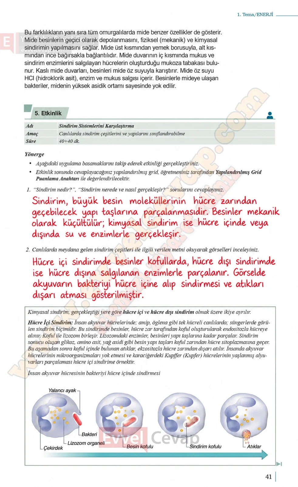 10-sinif-biyoloji-ders-kitabi-cevaplari-sayfa-41-cevaplari-meb-yayinlari-2026-2027