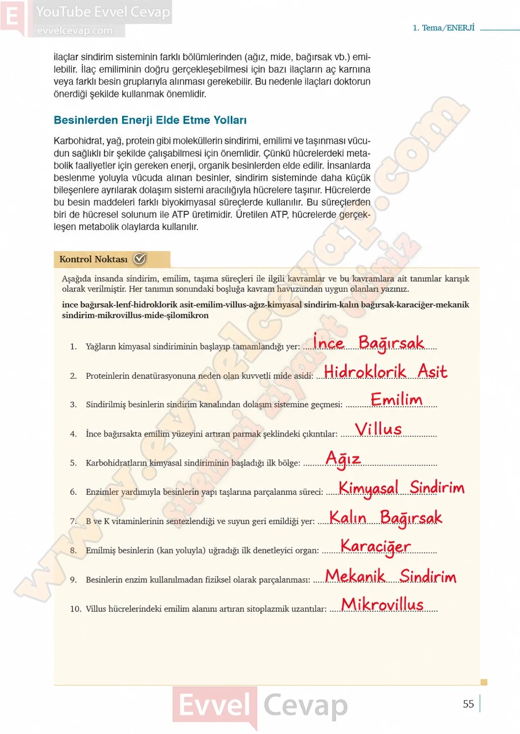 10-sinif-biyoloji-ders-kitabi-cevaplari-sayfa-55-cevaplari-meb-yayinlari-2026-2027