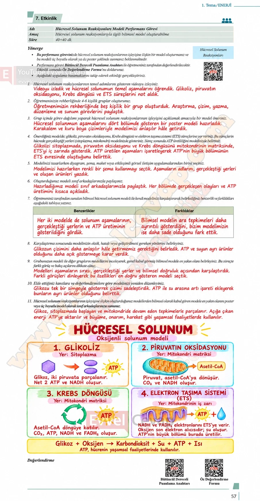 10-sinif-biyoloji-ders-kitabi-cevaplari-sayfa-57-cevaplari-meb-yayinlari-2026-2027