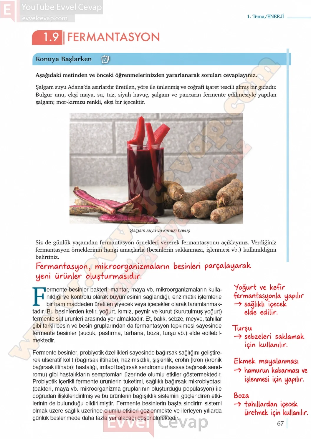 10-sinif-biyoloji-ders-kitabi-cevaplari-sayfa-67-cevaplari-meb-yayinlari-2026-2027