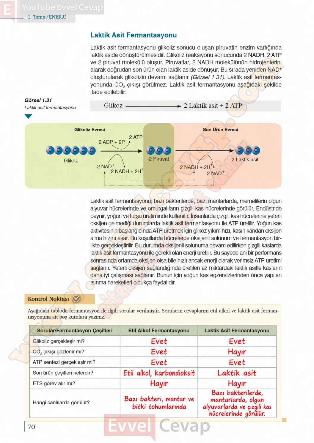 10-sinif-biyoloji-ders-kitabi-cevaplari-sayfa-70-cevaplari-meb-yayinlari-2026-2027