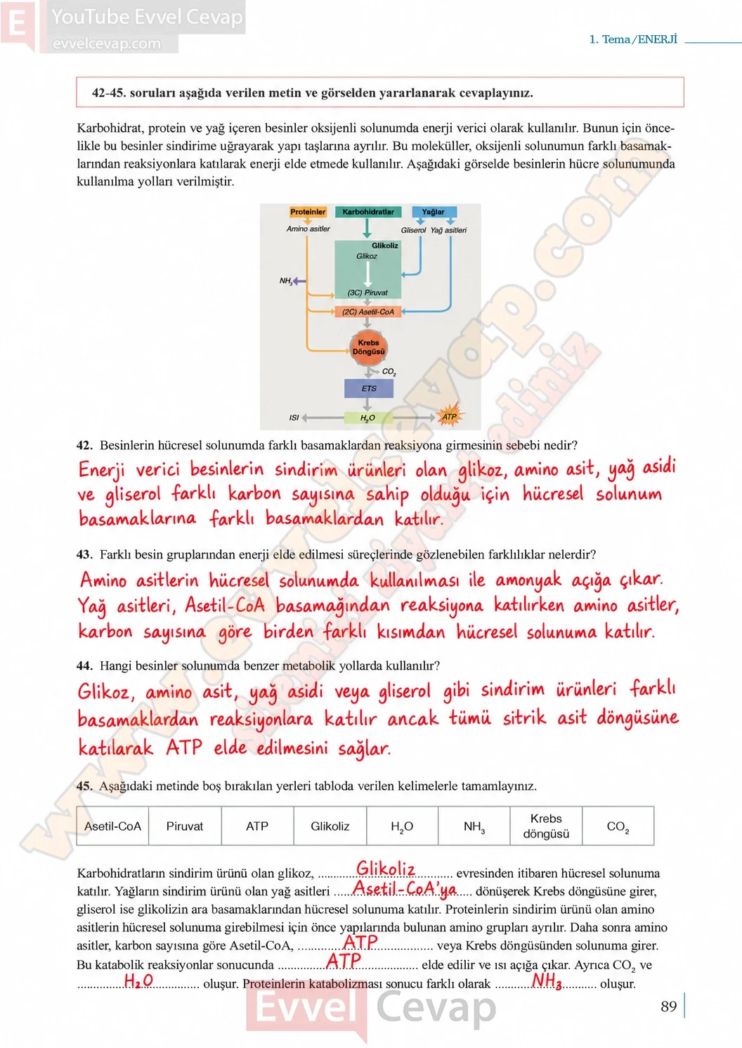 10-sinif-biyoloji-ders-kitabi-cevaplari-sayfa-89-cevaplari-meb-yayinlari-2026-2027
