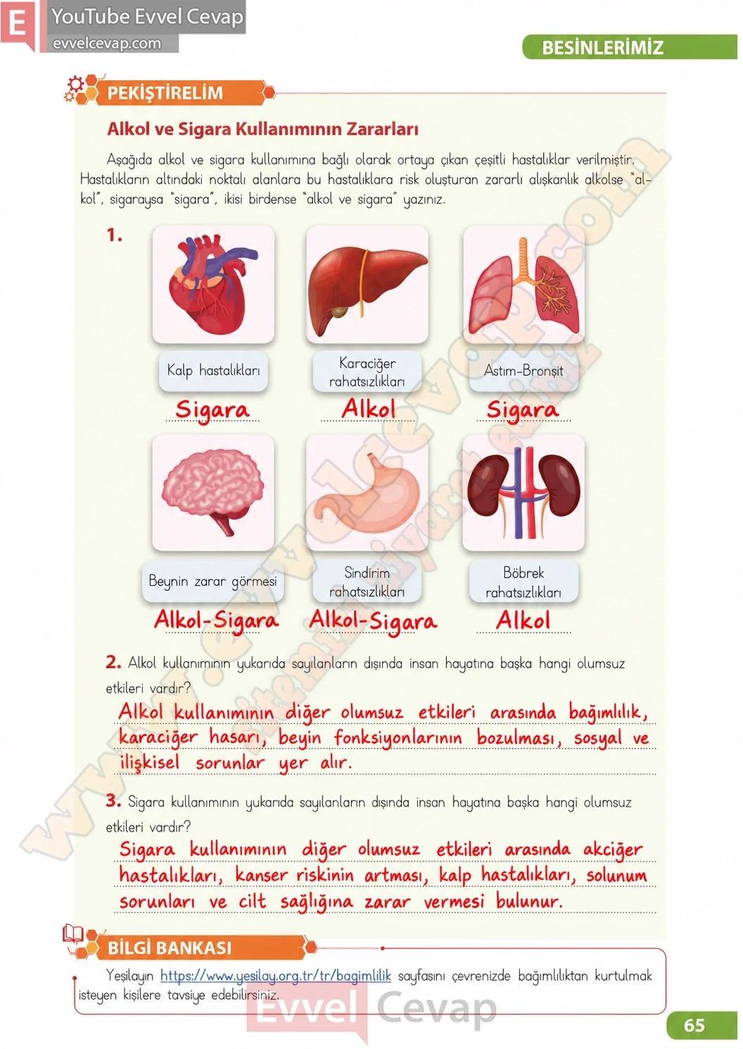 4-sinif-fen-bilimleri-ders-kitabi-sayfa-65-cevaplari-meb-yayinlari-2026-2027