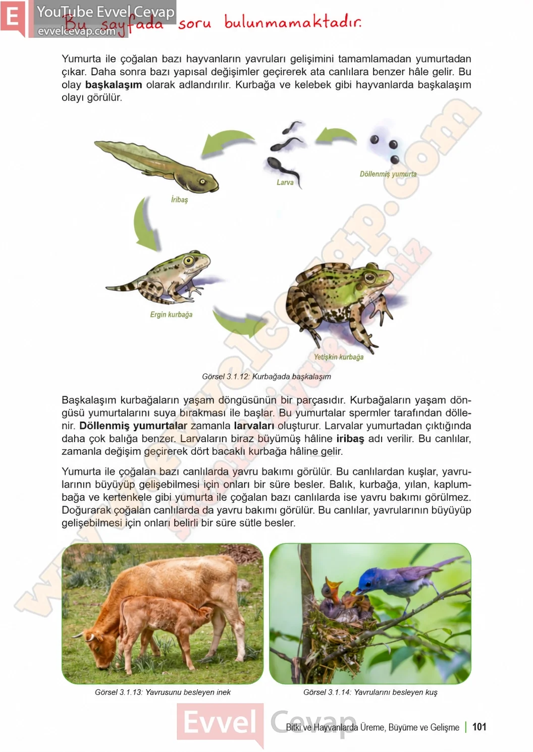 6-sinif-fen-bilimleri-ders-kitabi-sayfa-101-cevaplari-1-kitap-2026-2027