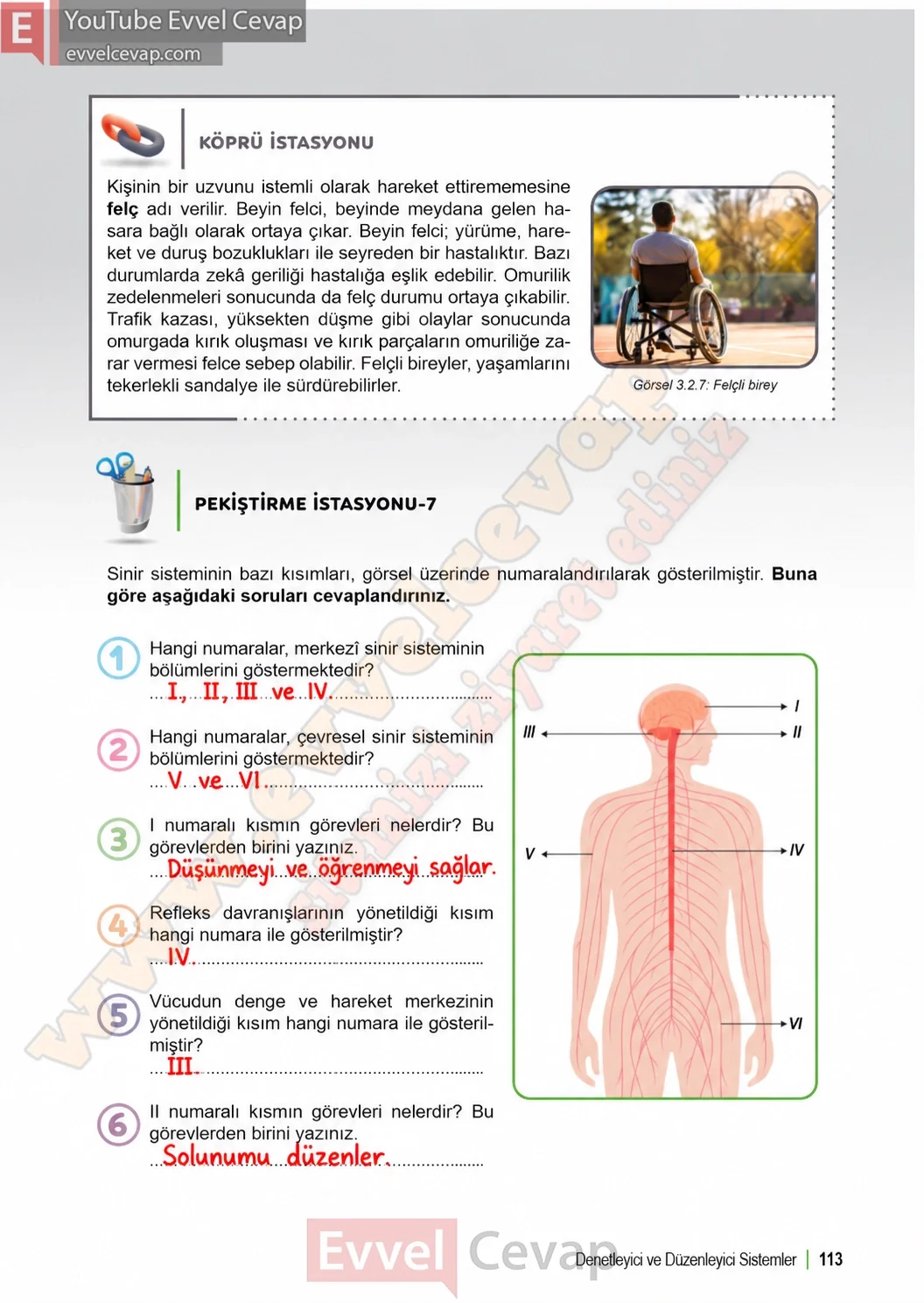 6-sinif-fen-bilimleri-ders-kitabi-sayfa-113-cevaplari-1-kitap-2026-2027