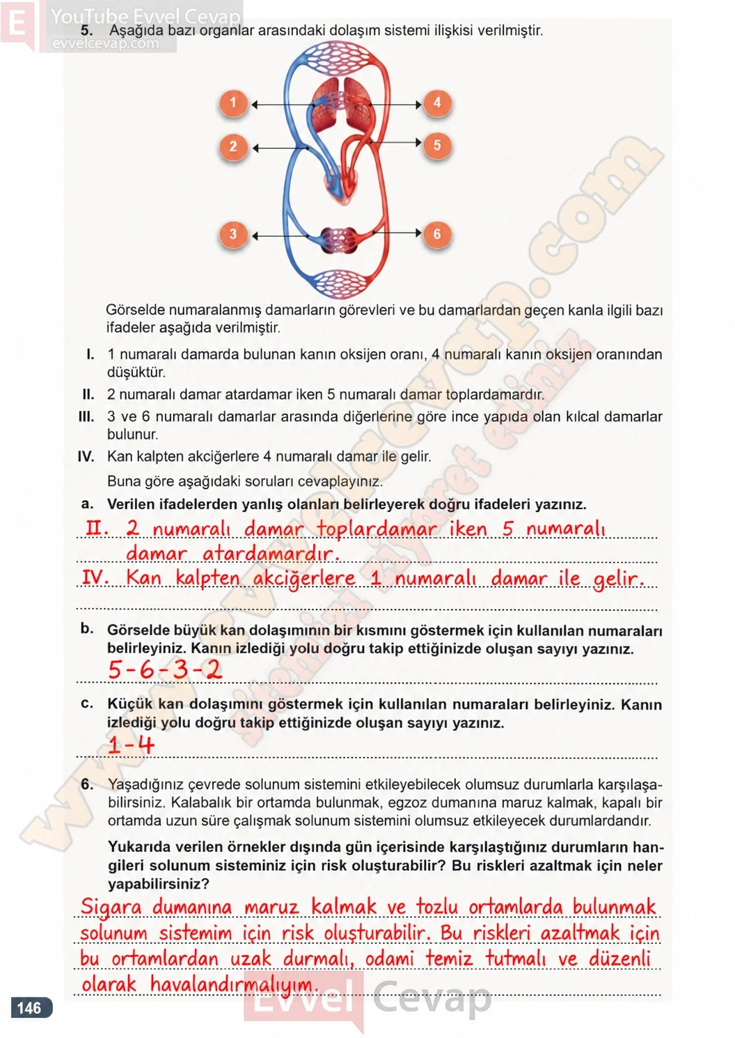7-sinif-fen-bilimleri-ders-kitabi-cevaplari-meb-yayinlari-1-kitap-sayfa-146-2026-2027