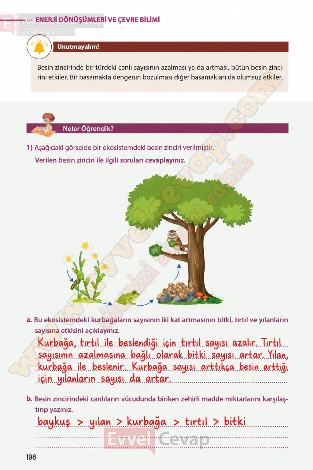 8-sinif-fen-bilimleri-ders-kitabi-sayfa-198-cevaplari-meb-yayinlari-2026-2027