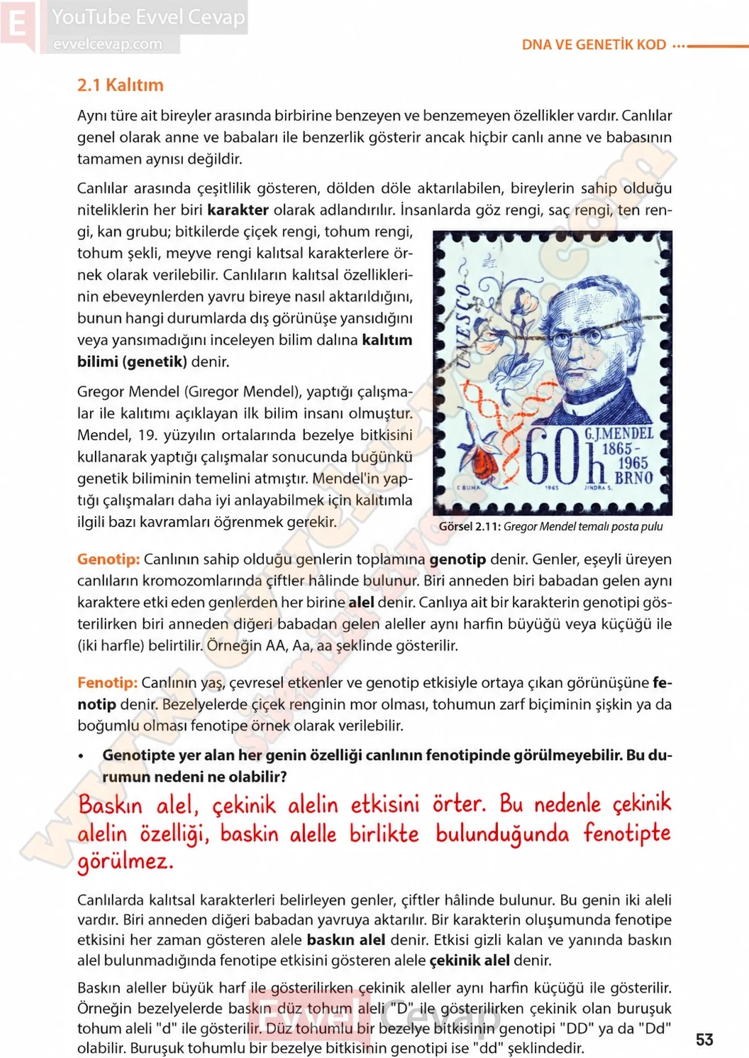 8-sinif-fen-bilimleri-ders-kitabi-sayfa-53-cevaplari-meb-yayinlari-2026-2027