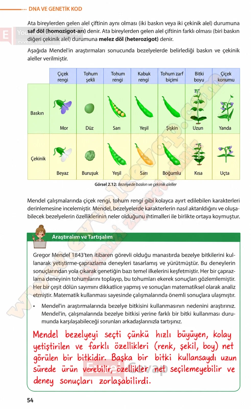 8-sinif-fen-bilimleri-ders-kitabi-sayfa-54-cevaplari-meb-yayinlari-2026-2027