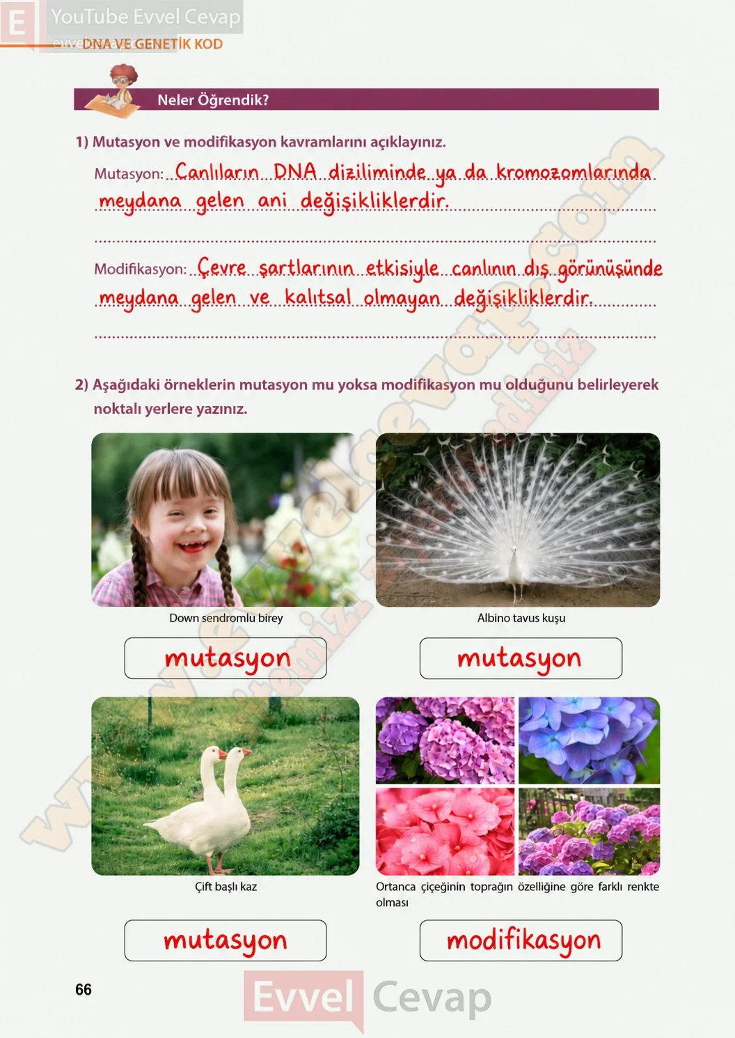 8-sinif-fen-bilimleri-ders-kitabi-sayfa-66-cevaplari-meb-yayinlari-2026-2027