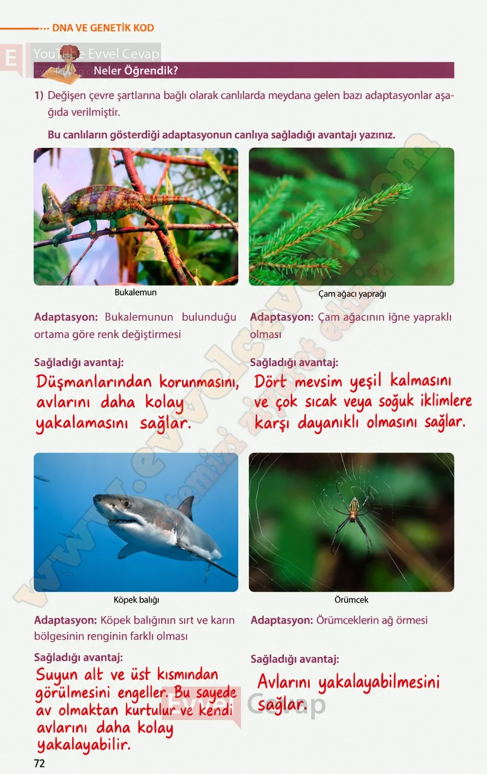 8-sinif-fen-bilimleri-ders-kitabi-sayfa-72-cevaplari-meb-yayinlari-2026-2027