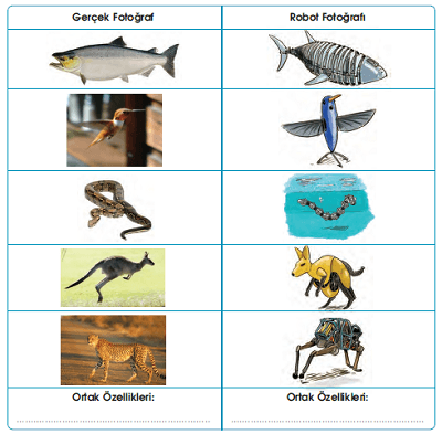 bu-robotlarin-esin-kaynagi-hayvanlar-2-etkinlik-cevaplari