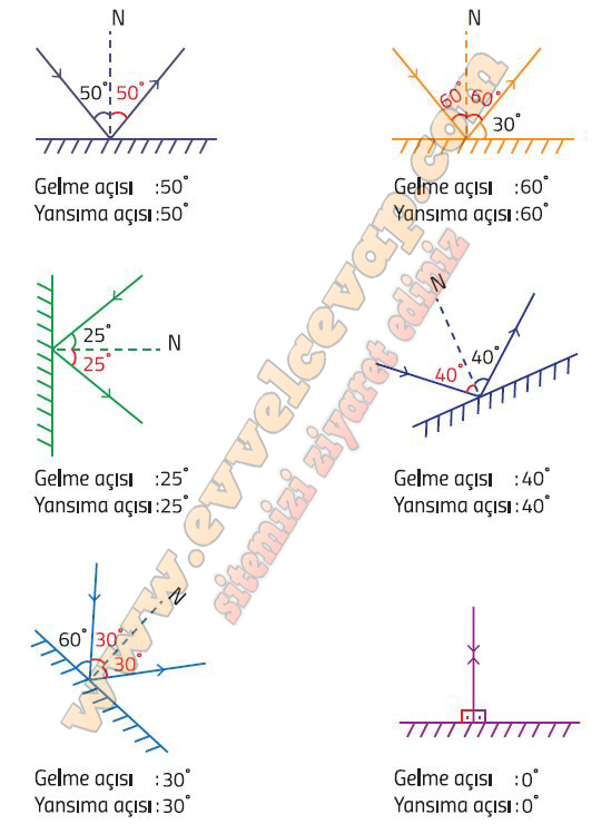 5. Sınıf Fen Bilimleri Ders Kitabı Cevapları Meb Yayınları Sayfa 185 Cevabı