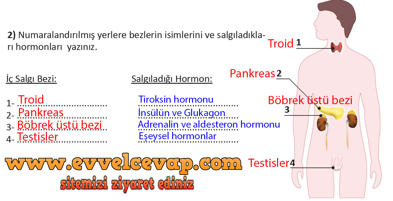 Numaralandırılmış yerlere bezlerin isimlerini ve salgıladıkları hormonları yazınız.