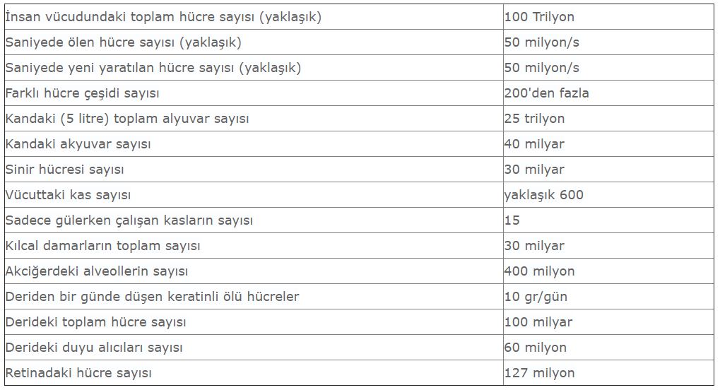 Büyüyüp gelişen bir insanın hücre sayısı aynı kalır mı