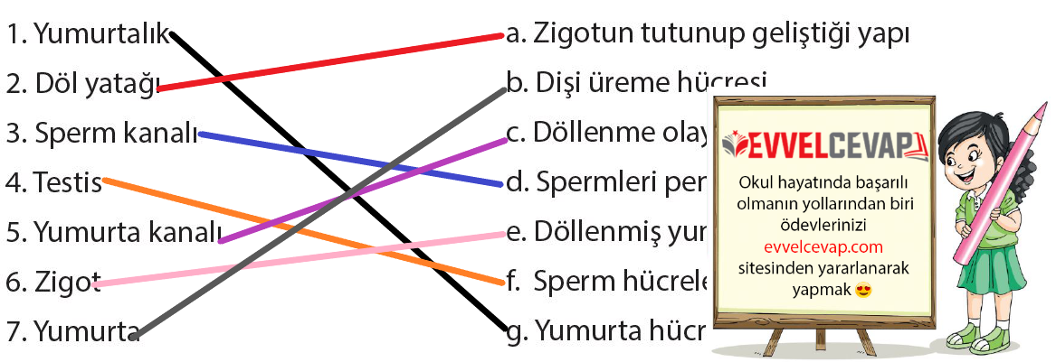 7. Sınıf Meb Yayınları Fen Bilimleri Ders Kitabı Sayfa 217 Cevabı