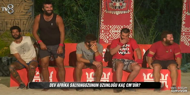 Dev Afrika salyangozunun uzunluğu kaç cm’dir?