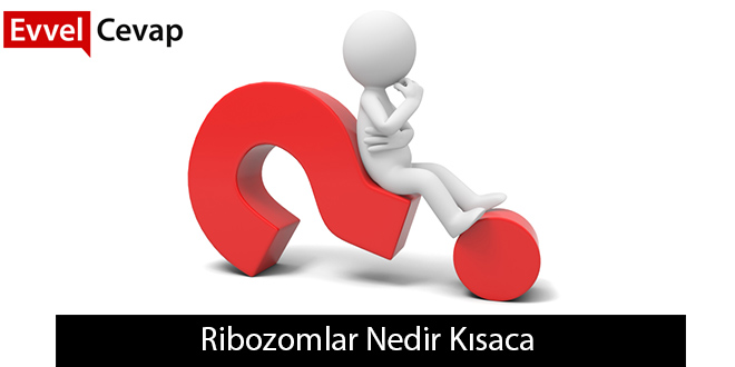 Ribozomlar Nedir Kısaca