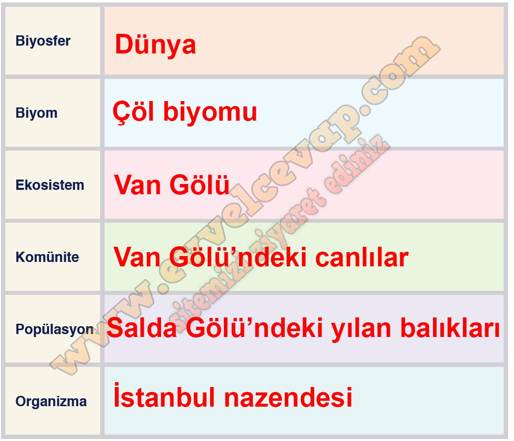 10. Sınıf Biyoloji Meb Yayınları Ders Kitabı Cevapları Sayfa 141