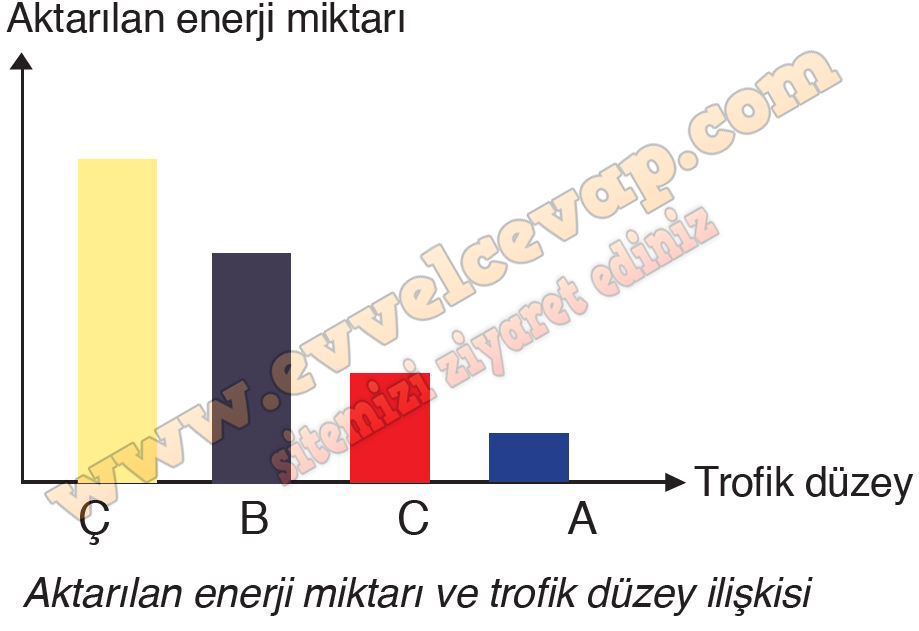 10. Sınıf Biyoloji Meb Yayınları Ders Kitabı Cevapları Sayfa 164