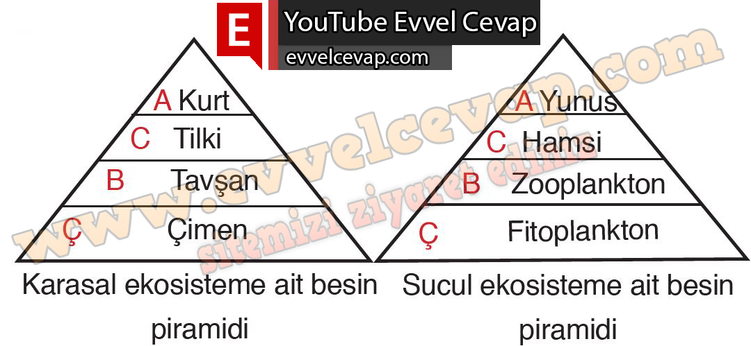 10. Sınıf Biyoloji Meb Yayınları Ders Kitabı Cevapları Sayfa 165