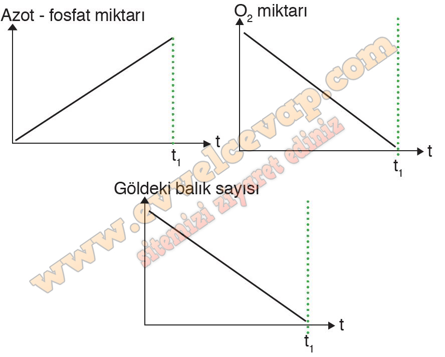 10. Sınıf Biyoloji Meb Yayınları Ders Kitabı Cevapları Sayfa 191