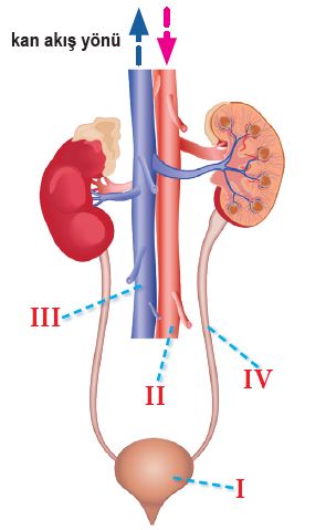 11. Sınıf Biyoloji Meb Yayınları Ders Kitabı Cevapları Sayfa 164