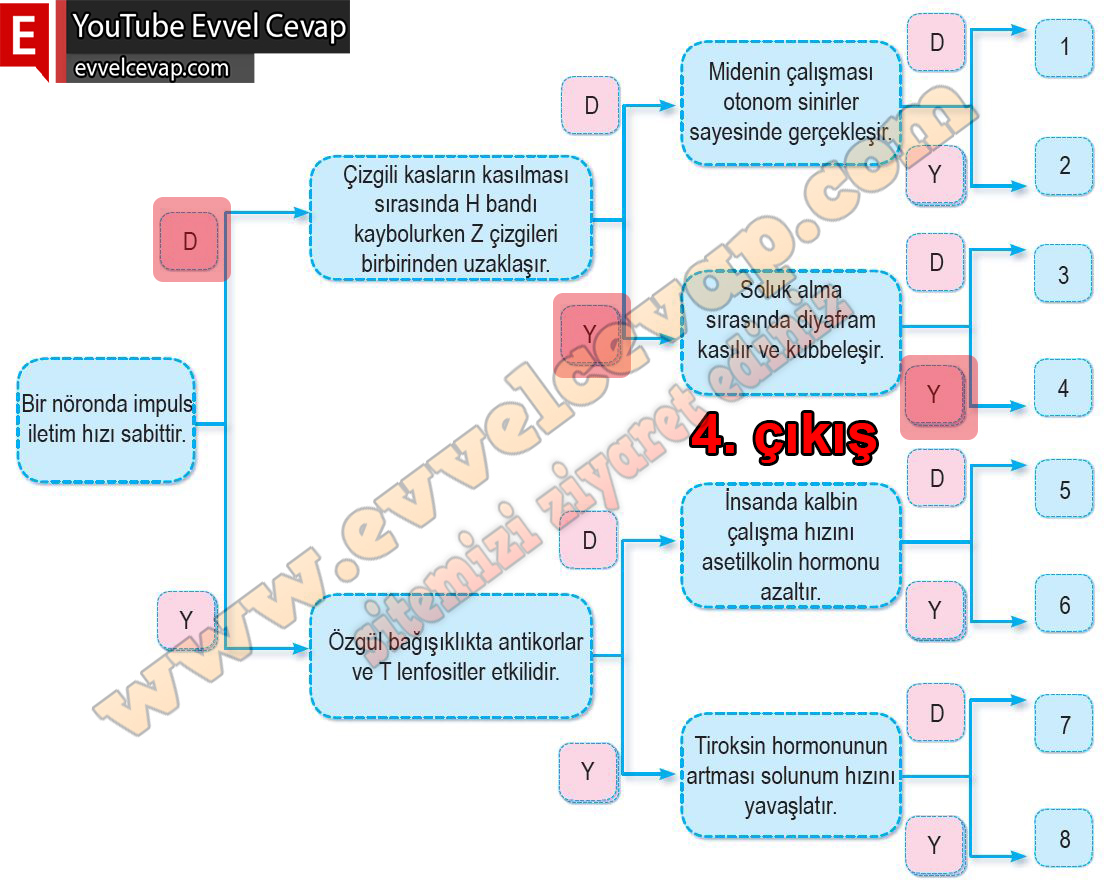 11. Sınıf Biyoloji Meb Yayınları Ders Kitabı Cevapları Sayfa 187