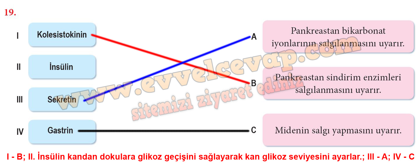 11. Sınıf Biyoloji Meb Yayınları Ders Kitabı Cevapları Sayfa 194