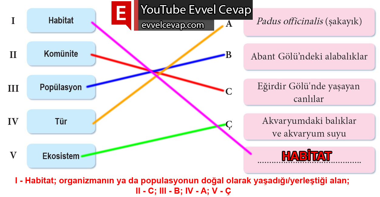 11. Sınıf Biyoloji Meb Yayınları Ders Kitabı Cevapları Sayfa 232