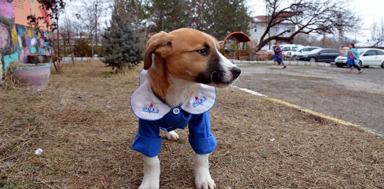 Fındık Köpek Öldü