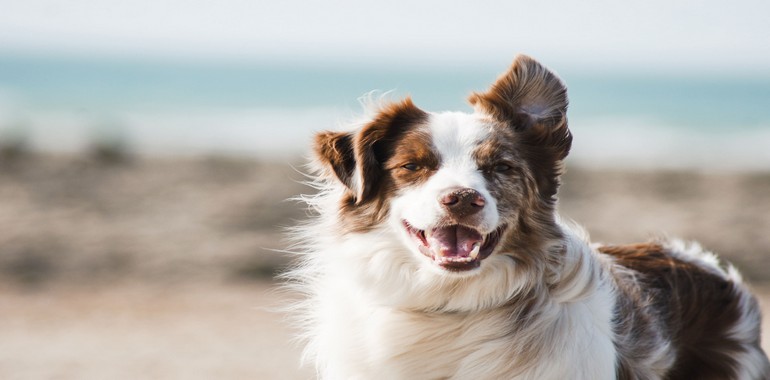 24 Ağustos Uluslararası Köpek Günü
