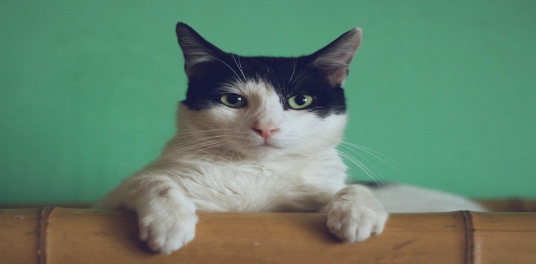 8 Ağustos Uluslararası Kedi Günü