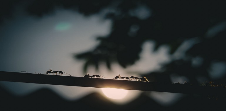Ağustos Böceği ve Karınca Hikayesinin Mesajı