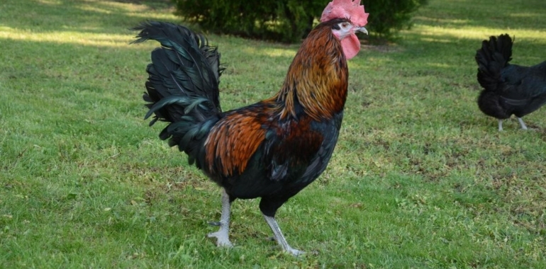 Horozlar Neden Sabahları Öterler