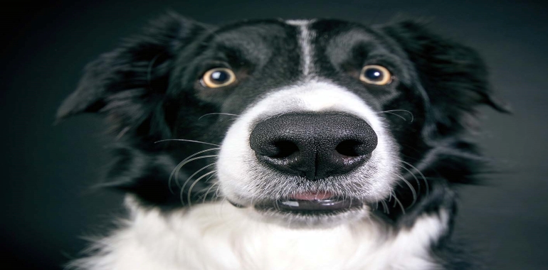 Köpeklerin Neden Bıyıkları Neden Vardır